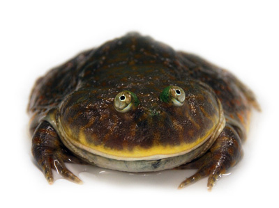 Neural Networks Programming API: neural network code that you can call from your program, implementing feedforward neural networks pattern recognition