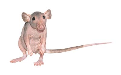 Neural Network Software