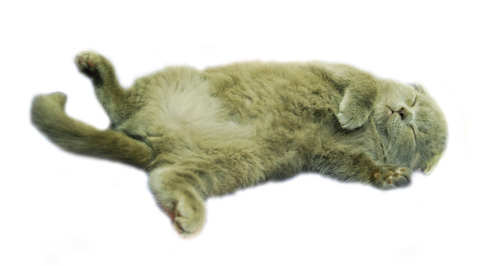 Neural Network Genetic Algorithm in FOREX Trading Systems: Using Genetic Algorithm to create profitable FOREX Trading Strategy